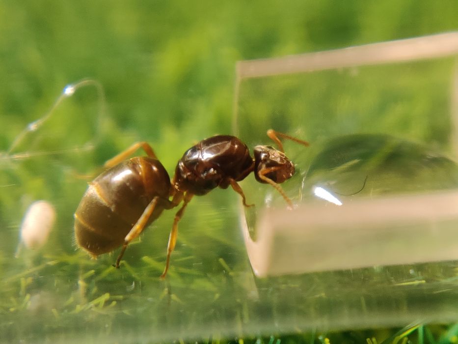 Lasius flavus цікаві місцеві мурахи, интересные местные муравьи