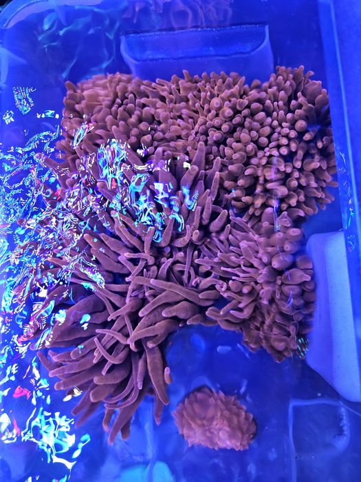 Ukwiał entacmaea quadricolor super red czerwony. Akwarium morskie