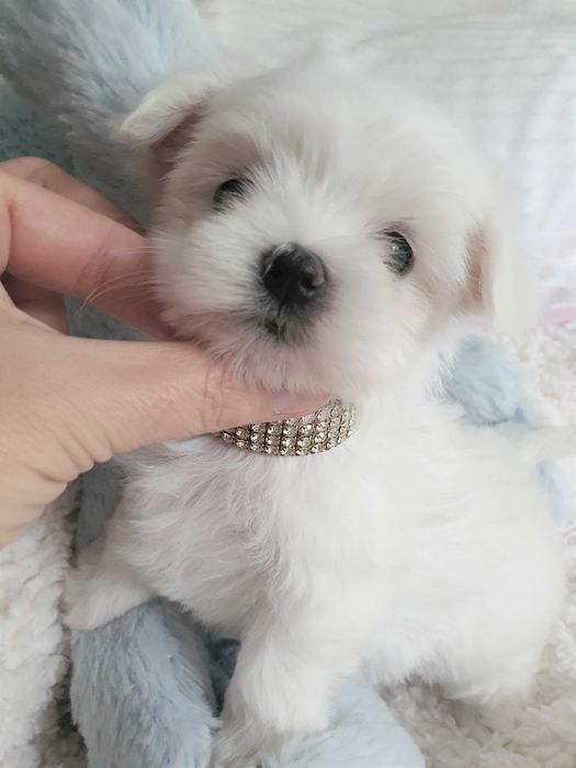 Maltańczyk **Mini**śliczny piesek. Po kwarantannie.