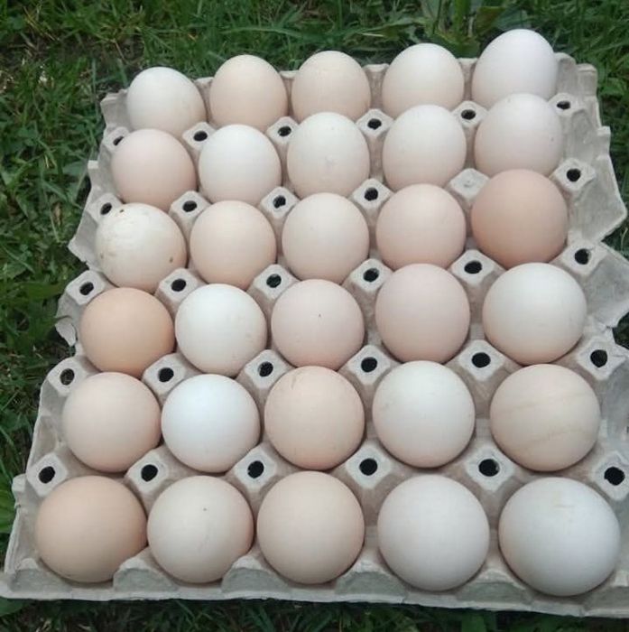 Jajka wiejskie od kur