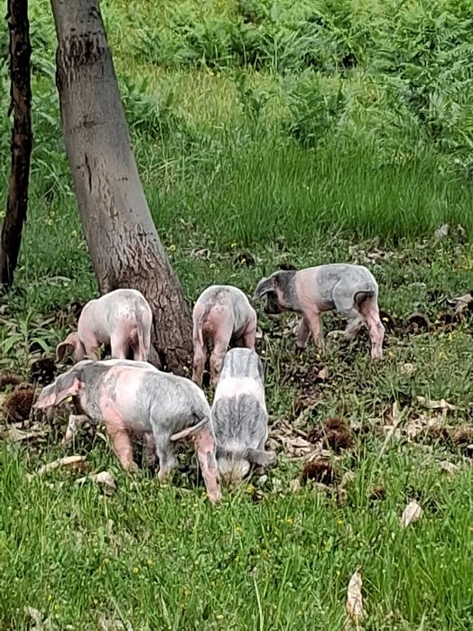 Leitões Bisaros na região de Ponte de Lima
