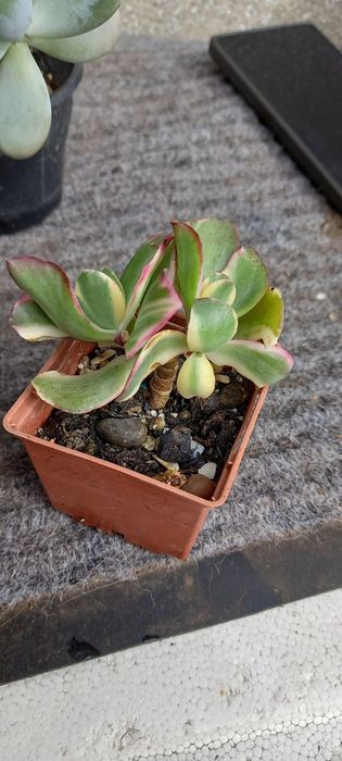 Крассулы, суккуленты