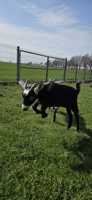 Koziołki Koza Kozy Anglonubijskie