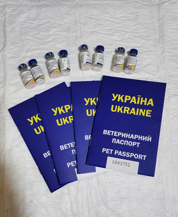 Цуценята шукають дім