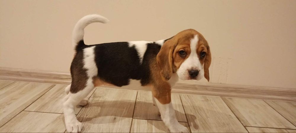 Szczeniak Beagle
