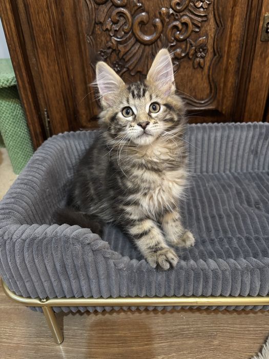 Kocurek  Maine Coon