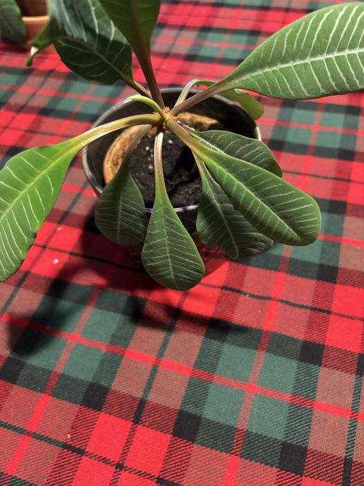 Wilczomlecz białounerwiony sadzonki