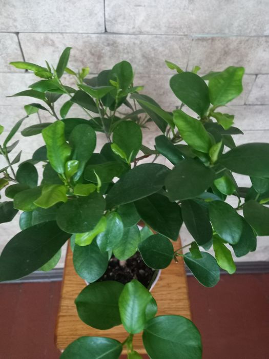 Фікус Моклейм , 55 см