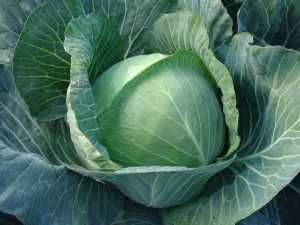 Rozsada kapusty późnej/wczesnej/ śr.wczesnej