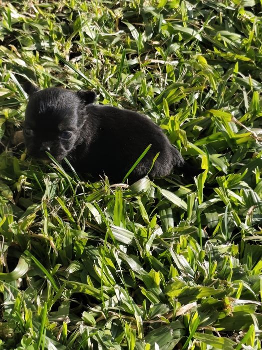 Macho chihuahua de pela comprido