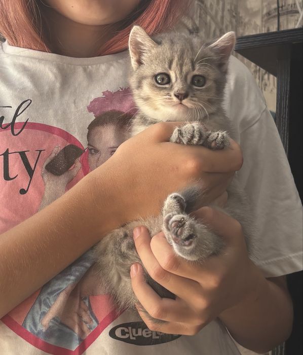 Котята кошенята