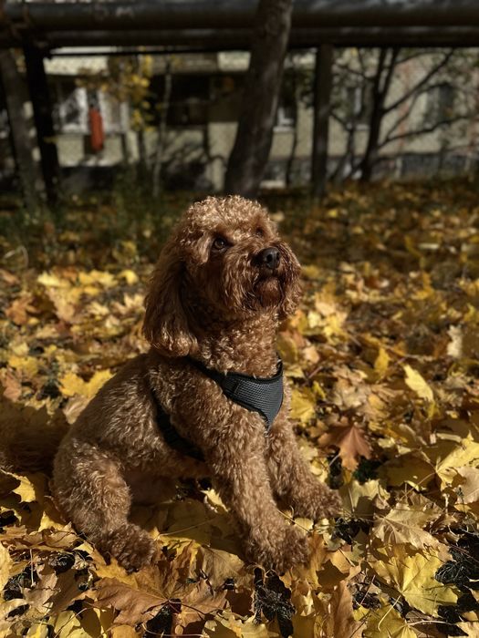 Шукаю наречену!  Я хлопчик Мальтипу