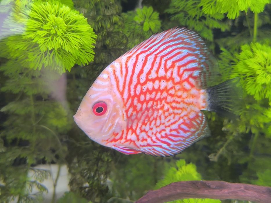 Discus (várias estirpes)