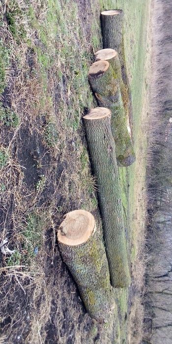 Продається ясен кругляк