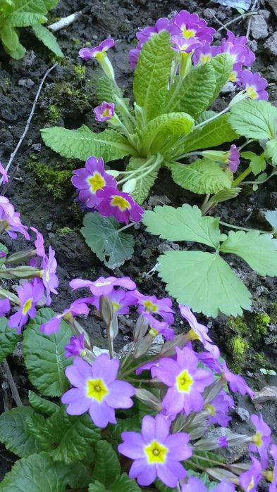 Примула садова, біля 20 сортів