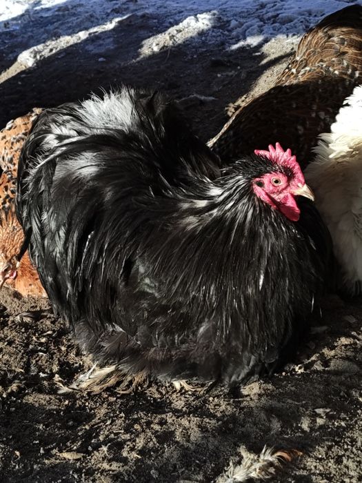 Kochin karzełek/miniaturowy