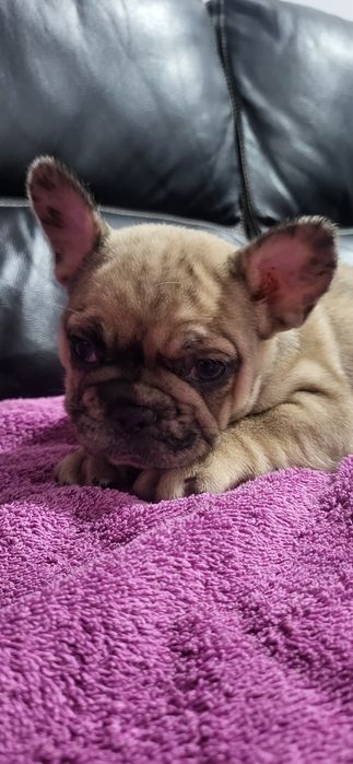 Bulldog francês meiguinha