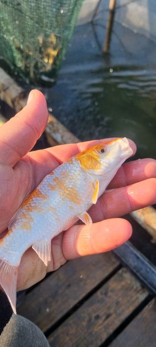 Narybek lina,karpia,amura,Tołpyga,Karaś pospolity