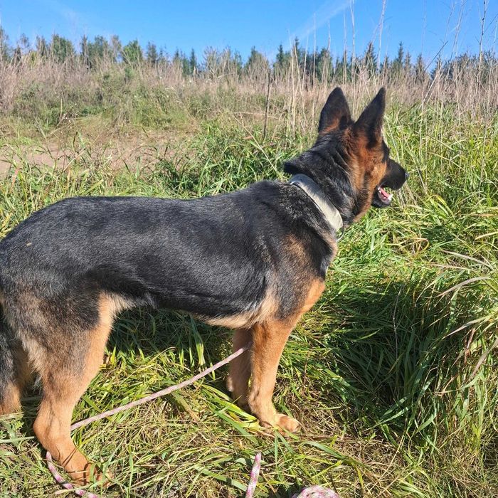 Aza – prześliczna i energiczna miniowczareczka