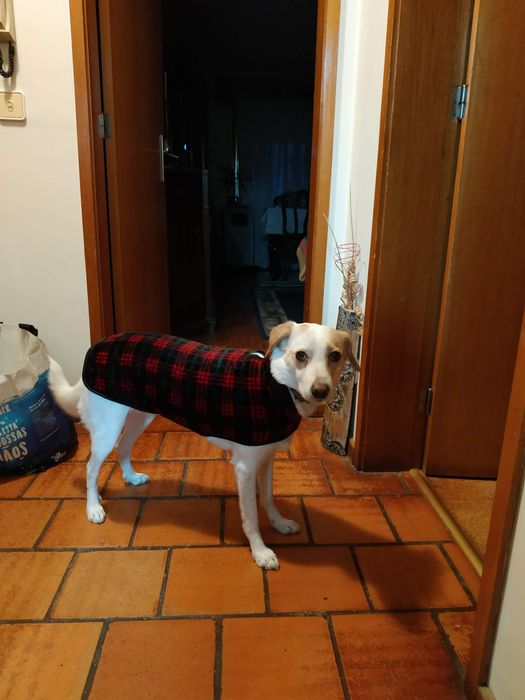 Cadelinha para adoção