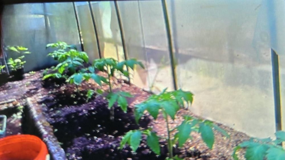 ROD "Zacisze Leśne" Wilkanowo