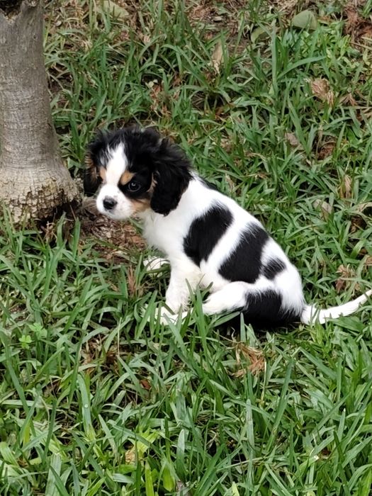 Cavalier King Charles Macho