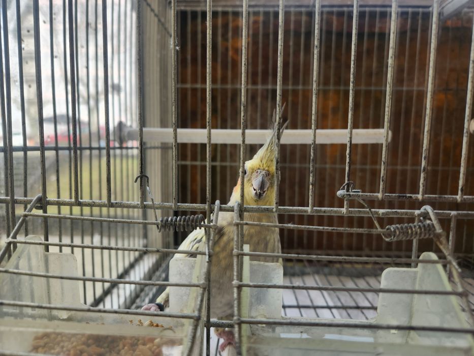 Caturra não domesticada