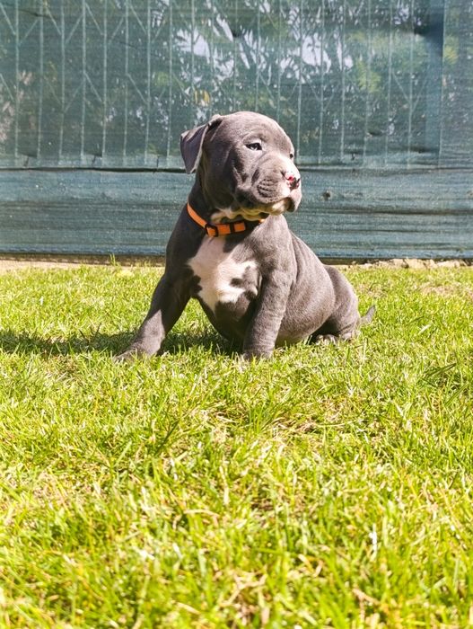 Psiak American Staffordshire Terrier