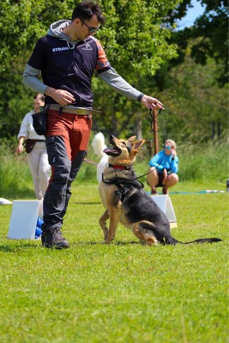 Trener Psów - Behawiorysta - Treningi indywidualne