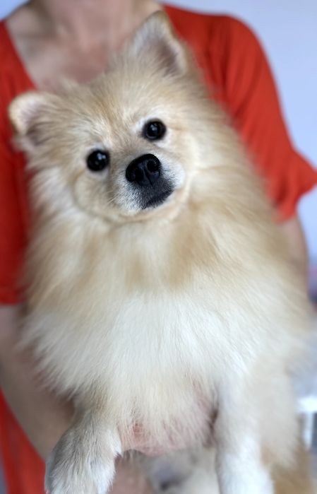 Померанські шпіци  чарівні хлопчики чекають на вас