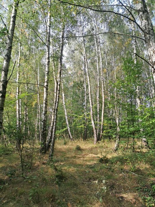 Działka leśna 0,5100 ha