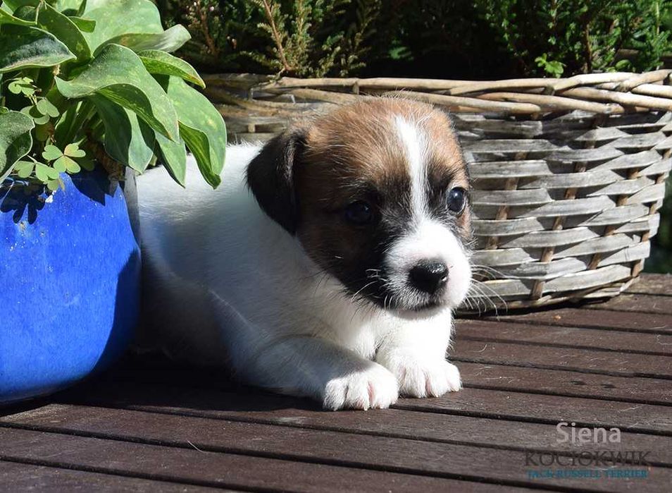 Jack Russell Terrier - suczka SIENA z rodowodem ZKwP