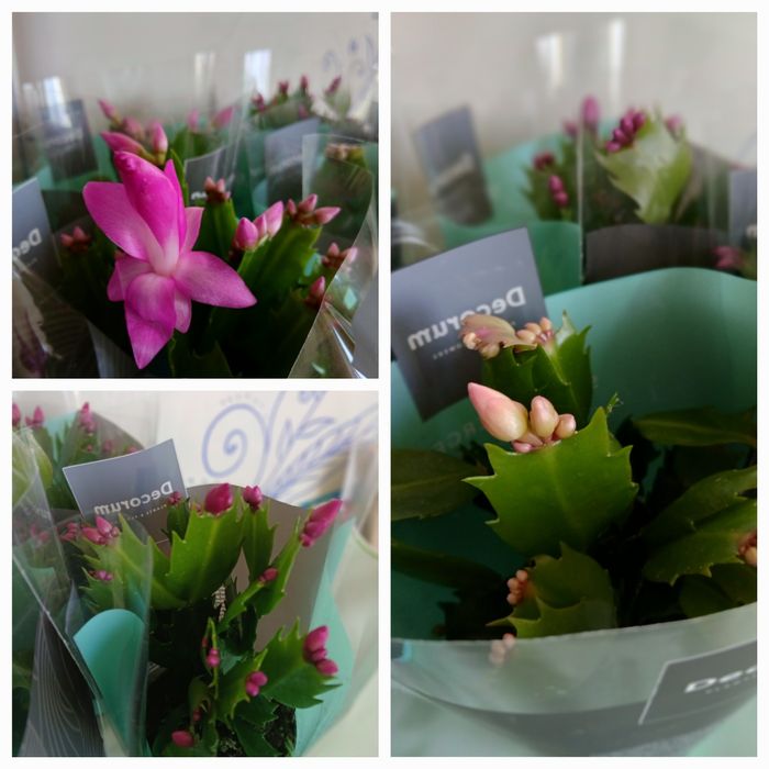 Шлюмбергера Різдвяник рожева червона жовта