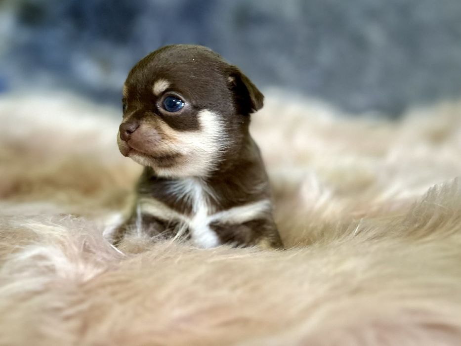 Chihuahua czekoladowa FCI
