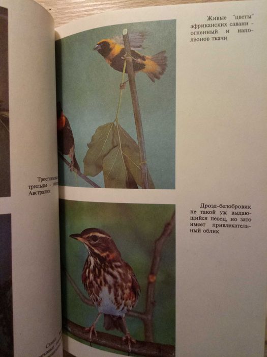 Птицы в вашем доме. Справочное пособие. Владимир Остапенко