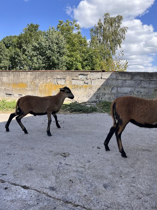 Baranki kameruńskie