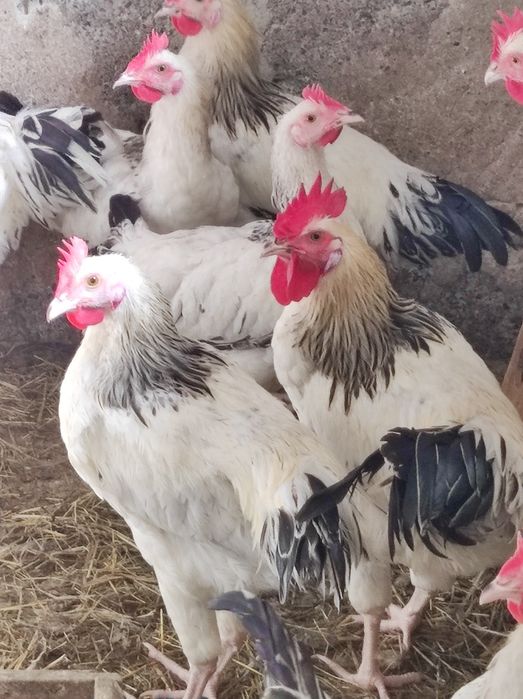 Sprzedam koguty rasy sasex i gęsi białe  kołudzkie