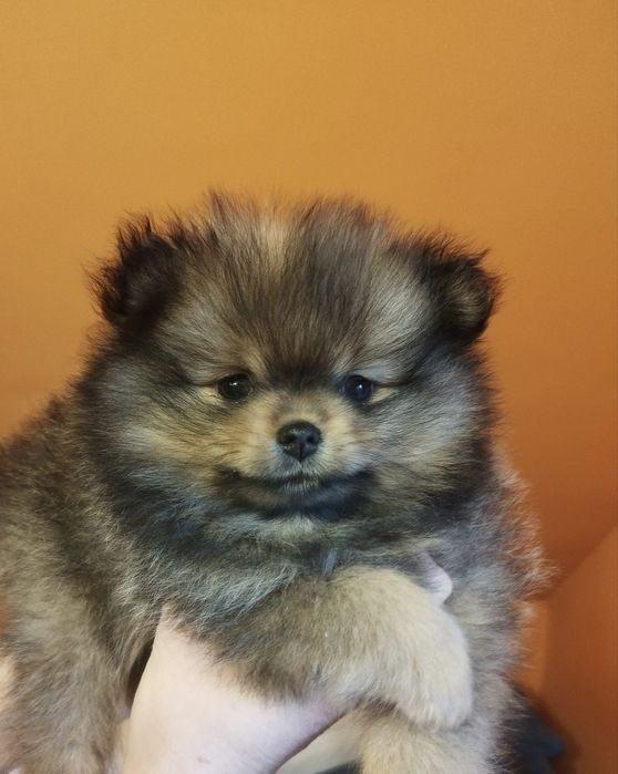 Zkwp szpic miniaturowy pomeranian