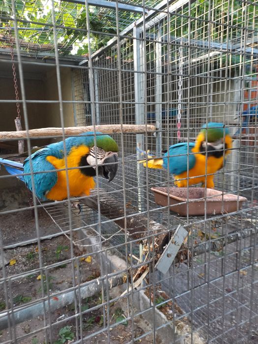 Casais de aves exoticas