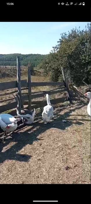 Продам гусей холмогори