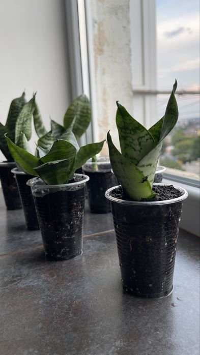 Сансевієрія (тещин язик)