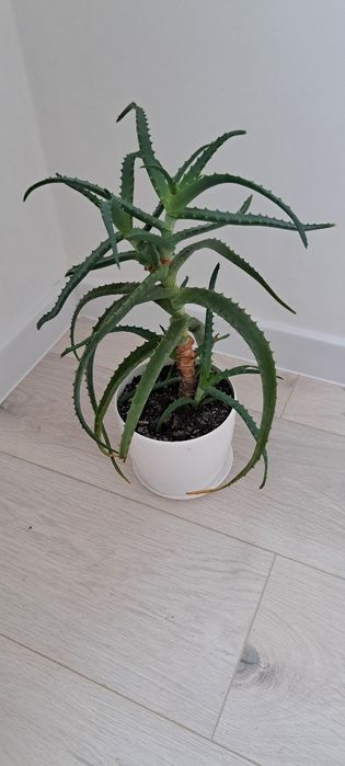 Вазони від 10 грн