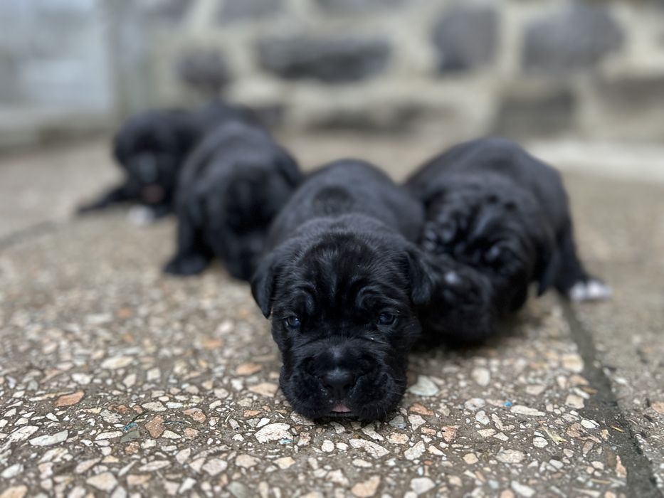 Продаються дівчатка кане корсо