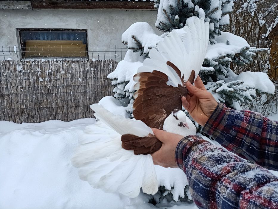 Gołębie mikolajewskie