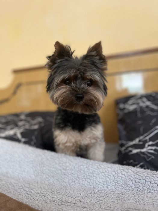 Домашняя Передержка Перетримка Кинолог передержка с дрессировкой