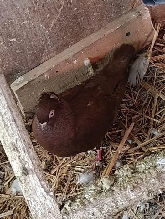 Gołębie ozdobne kingi itd opis!!!