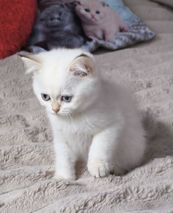 Дівчинка шиншила поінт котята кошенята котики