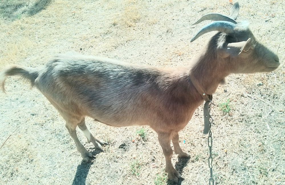 Молодая  коза ищет хозяина.