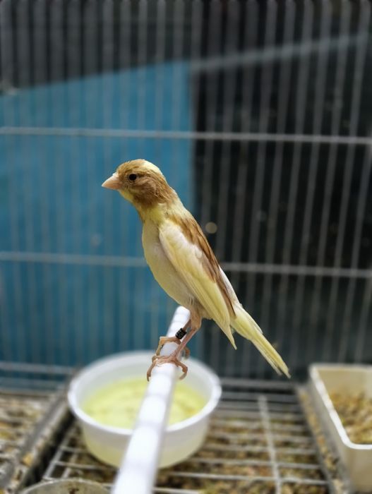 Canários raça espanhola miniatura