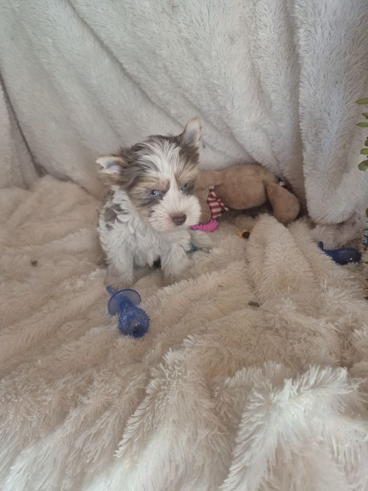 Biewer Terrier Macho Criadora Registada PT3088FL